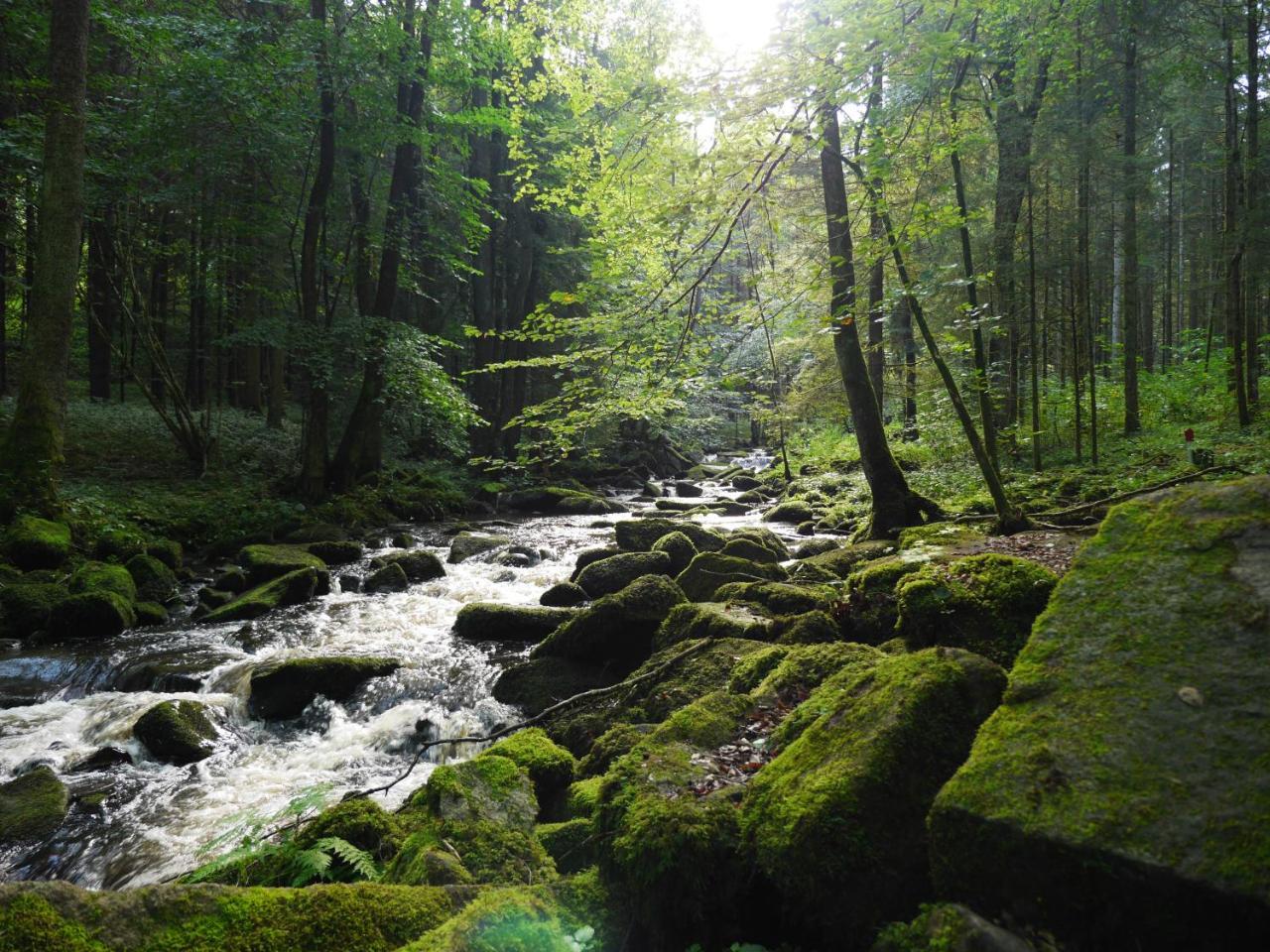 Fewo Kedo Neukirchen vorm Wald Bagian luar foto