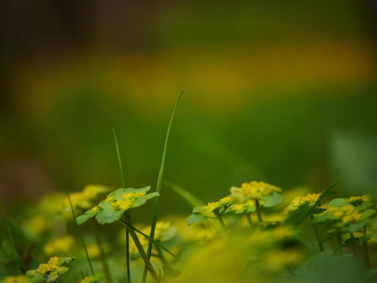 Fewo Kedo Neukirchen vorm Wald Bagian luar foto