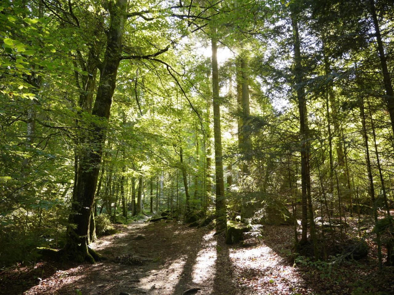 Fewo Kedo Neukirchen vorm Wald Bagian luar foto